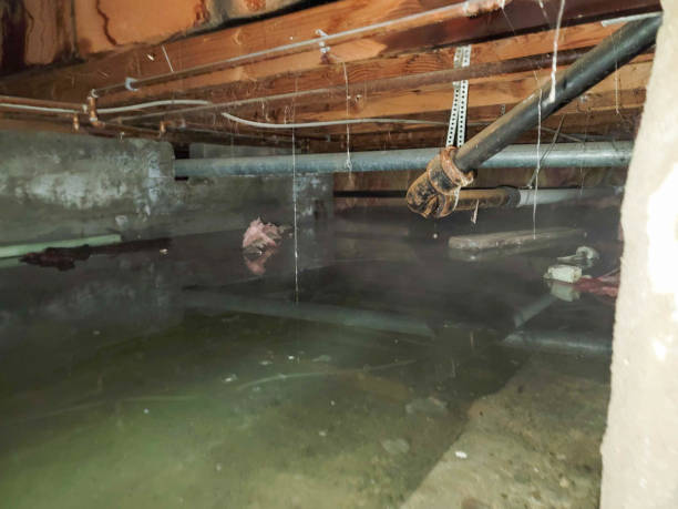 Best Mold removal after water damage  in Hornsby Bend, TX